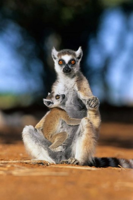 Ring-tailed Lemur primate, Berenty Reserve, Madagascar Poster