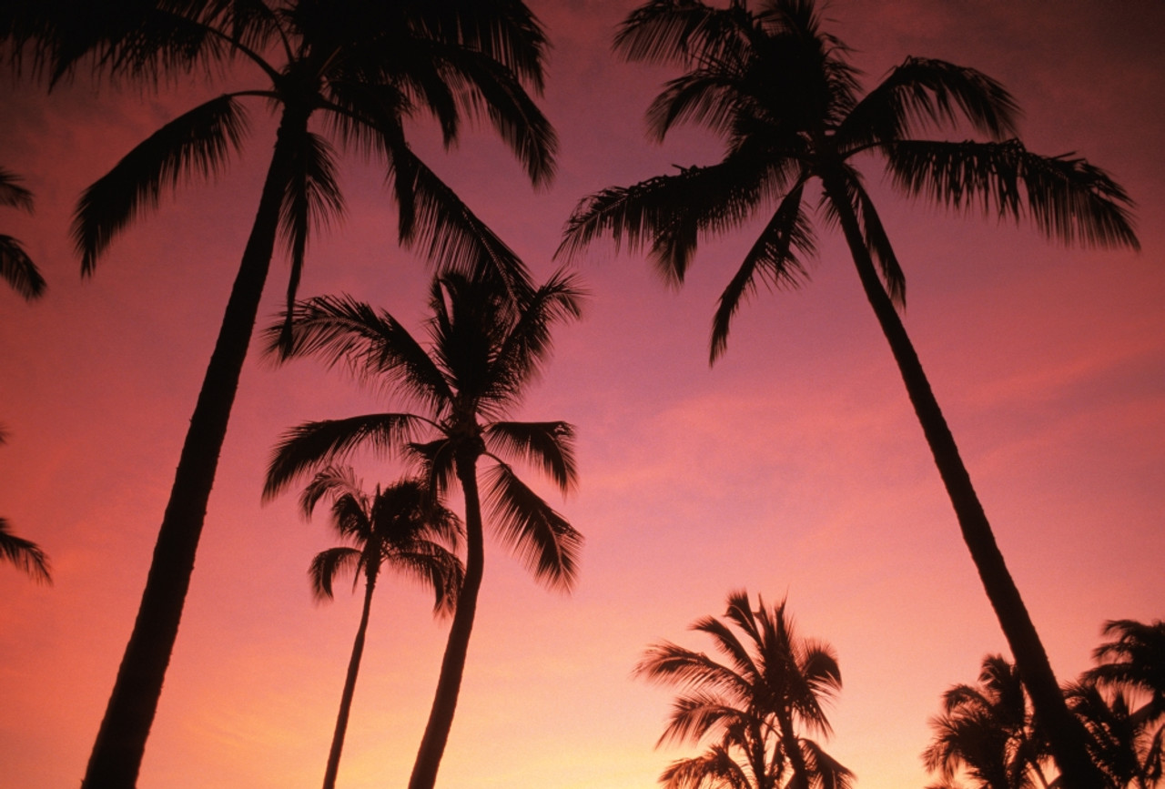Society6 ケース Hawaii Sunset Palm Tree Sea il_340x270.1580256895_pg8k.jpg