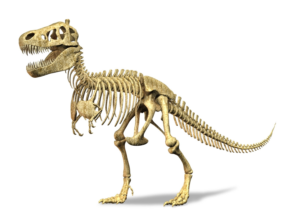 t rex skeleton stencil