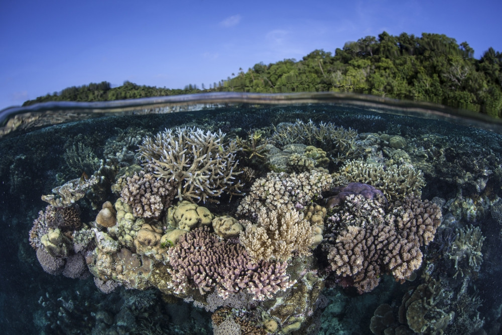 A colorful and diverse coral reef grows in shallow water in the Solomon ...