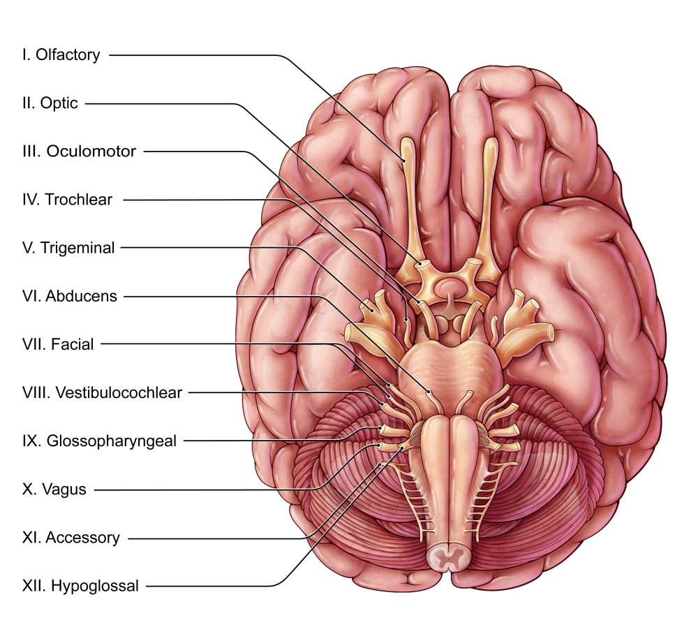 Cranial Nerves, Illustration Poster Print by Evan Oto/Science