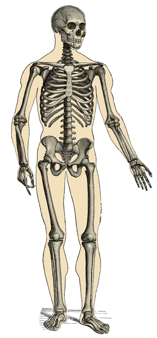 Sketch Human Biology Skeleton System Diagram 27566576 Vector Art, Skeleton  - valleyresorts.co.uk