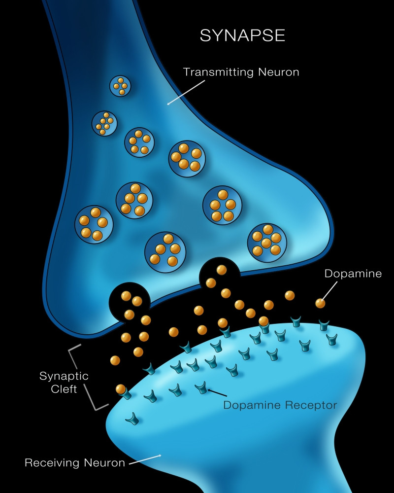 Neuron Synapse Animation