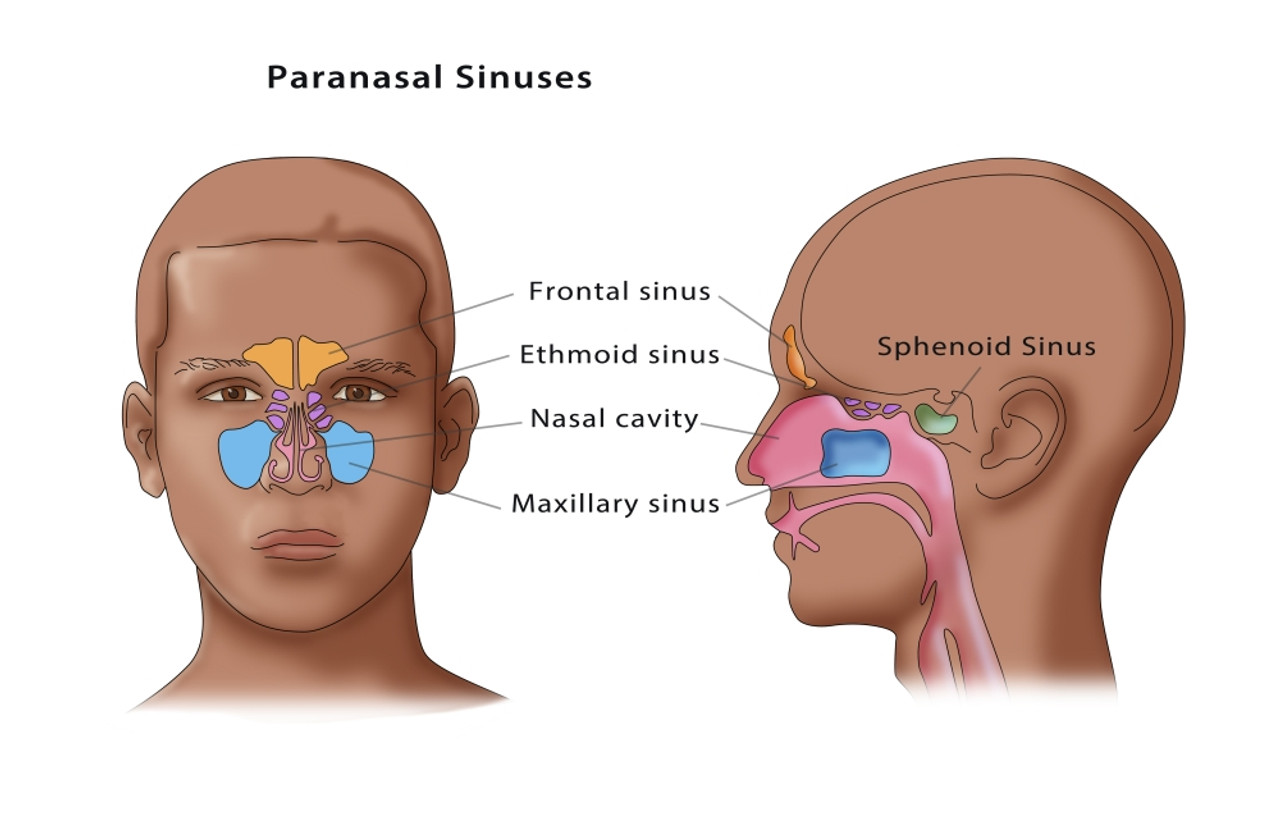 paranasal sinuses