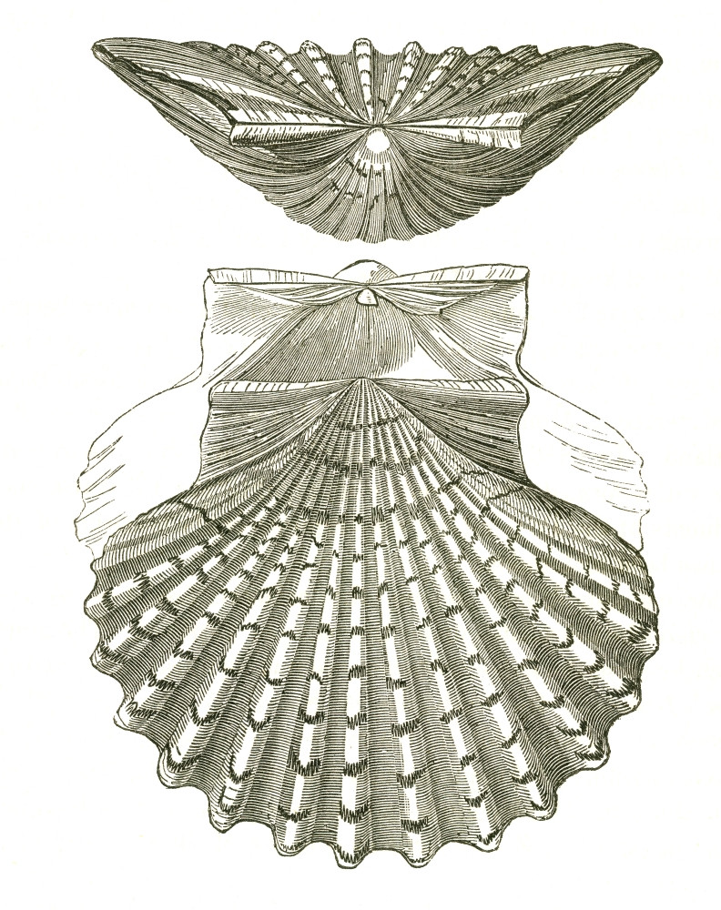 Scallop Shell Poster Scallop Shell Poster Print by Science Source - Item # VARSCI9N3188 ...