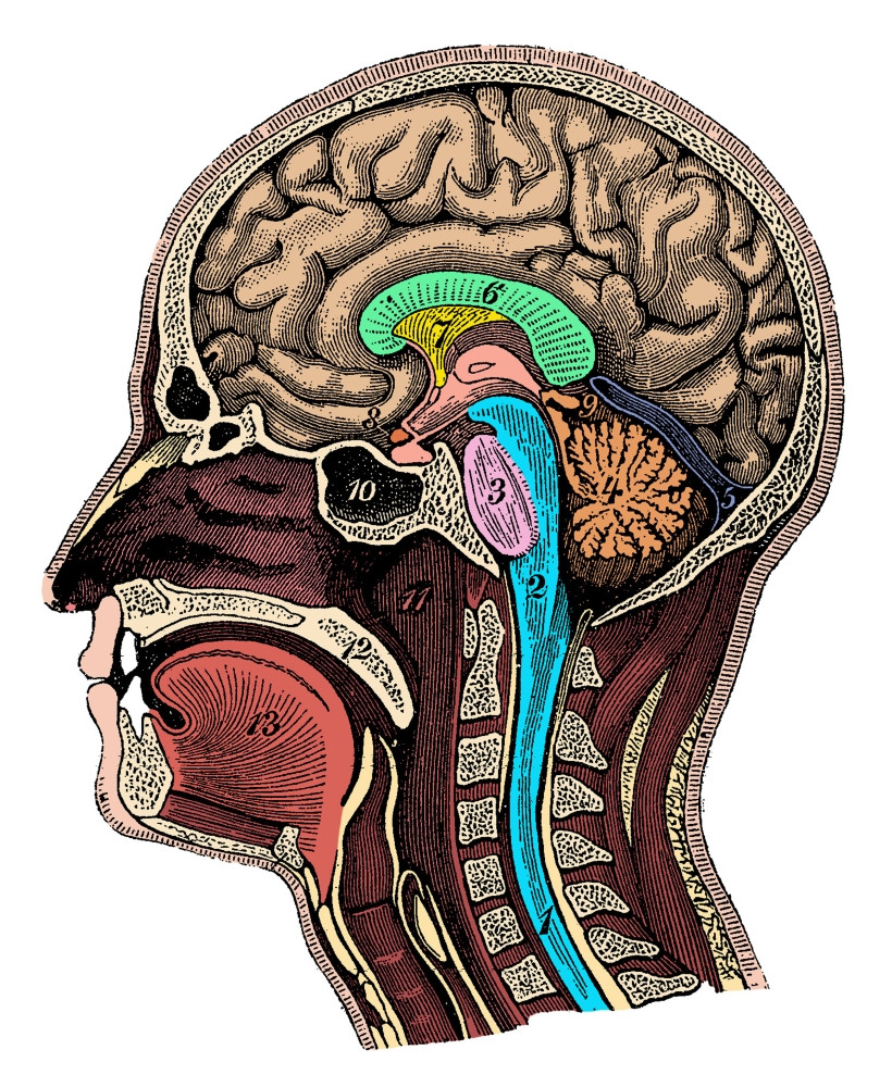 human brain anatomical drawing