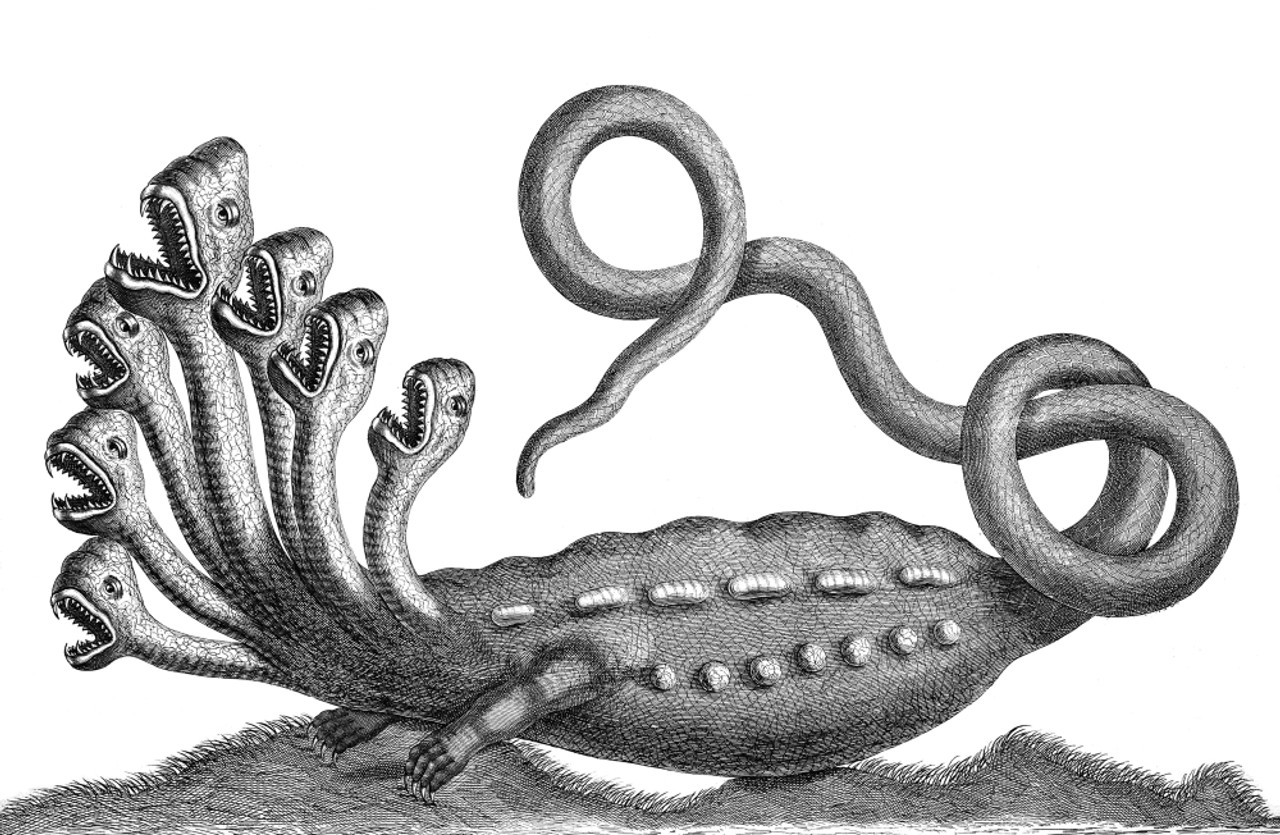 A) Schematic drawing of the freshwater polyp Hydra vulgaris indicating... |  Download Scientific Diagram