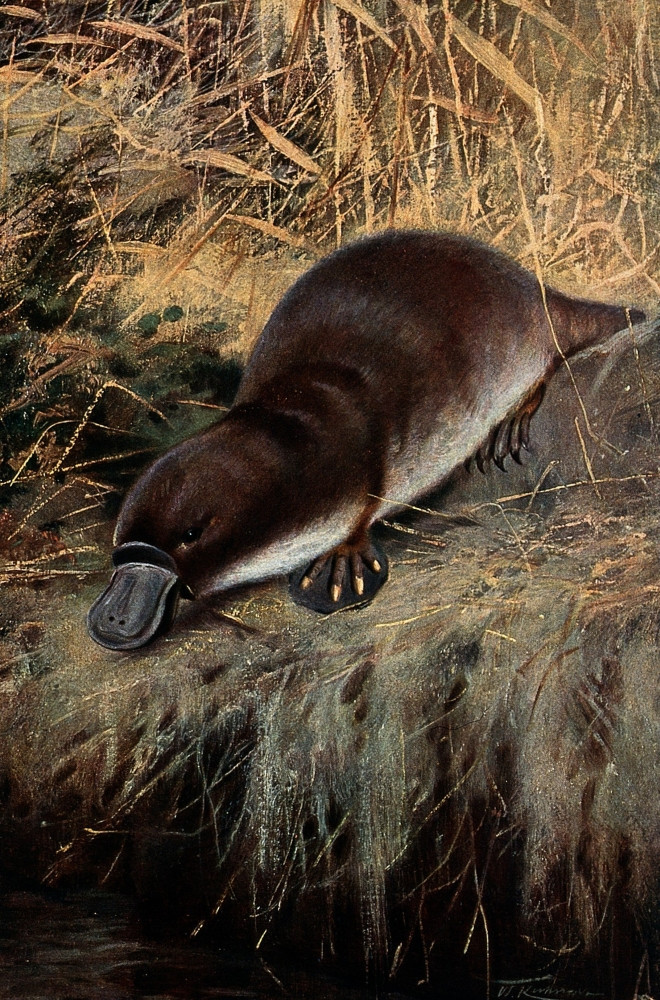duck billed platypus picture