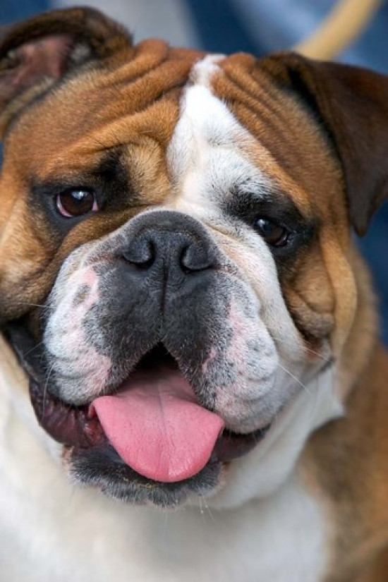 English Bulldog in Belgium Poster Print by David R. Frazier - Item