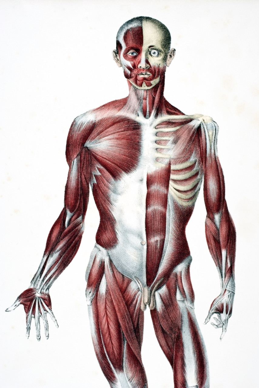 front muscles anatomy