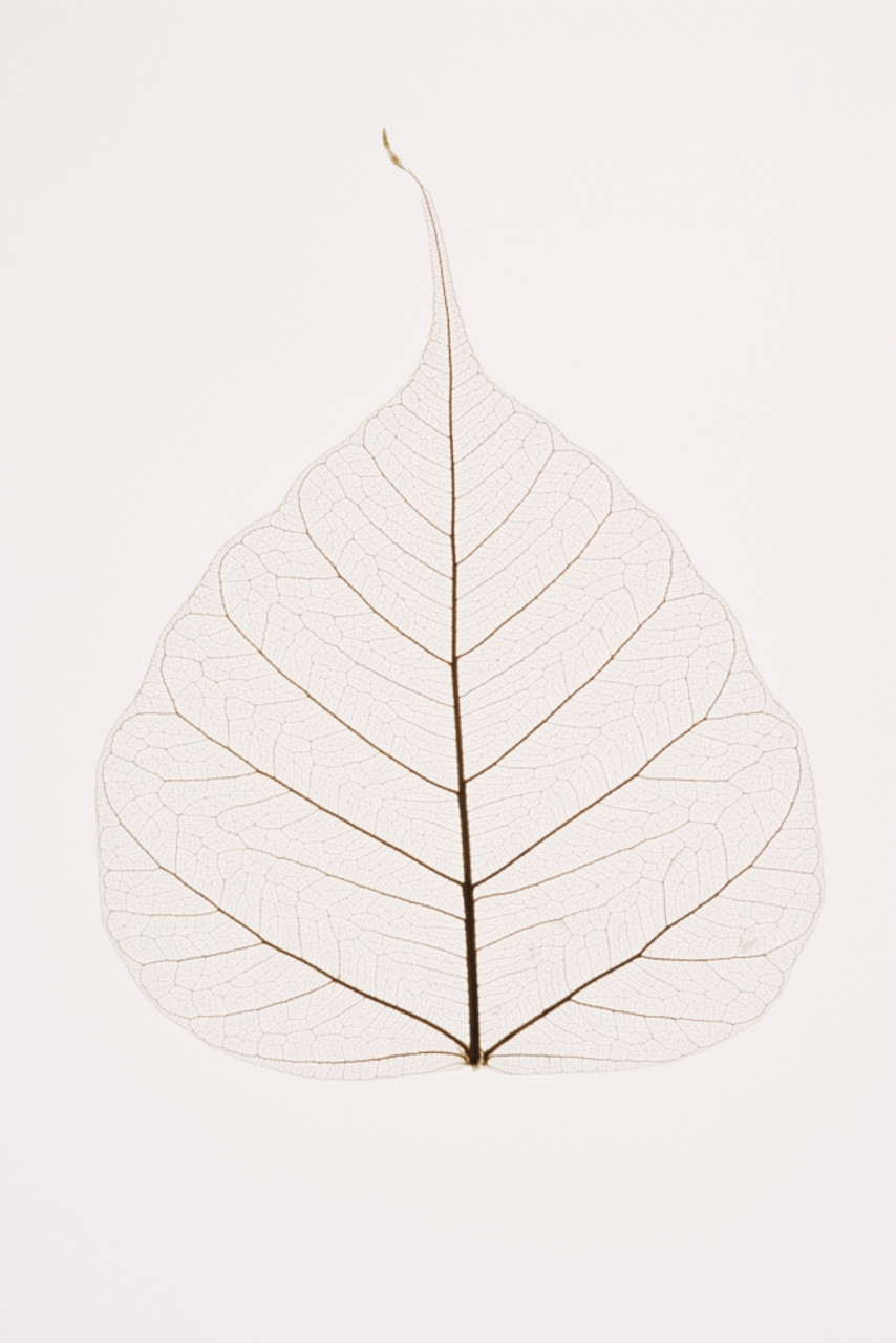 Transparent Leaf PosterPrint - Item # VARDPI1795415 - Posterazzi