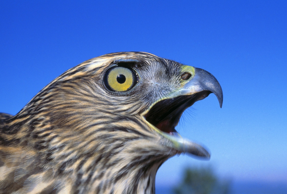 Goshawk Call Goshawk Call