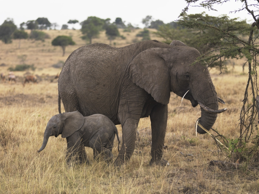 Mother And Baby Elephant PosterPrint - Item # VARDPI1865772 - Posterazzi