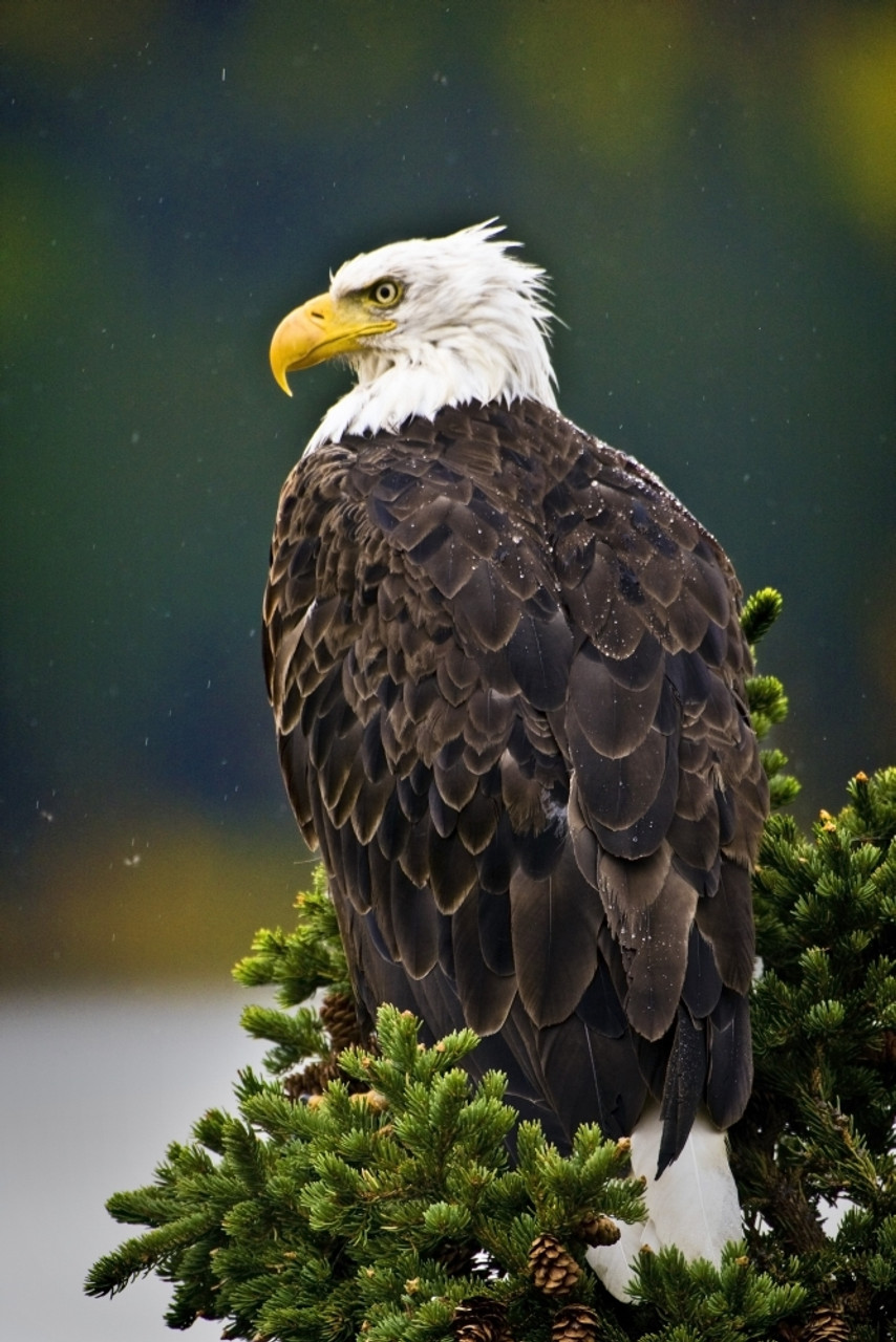 Side View Of American Bald Eagle Perched On Evergreen Branch PosterPrint - Item # VARDPI1842711 - Posterazzi side-view-of-american-bald-eagle-perched-on-evergreen-branch-posterprint-item-vardpi1842711-posterazzi