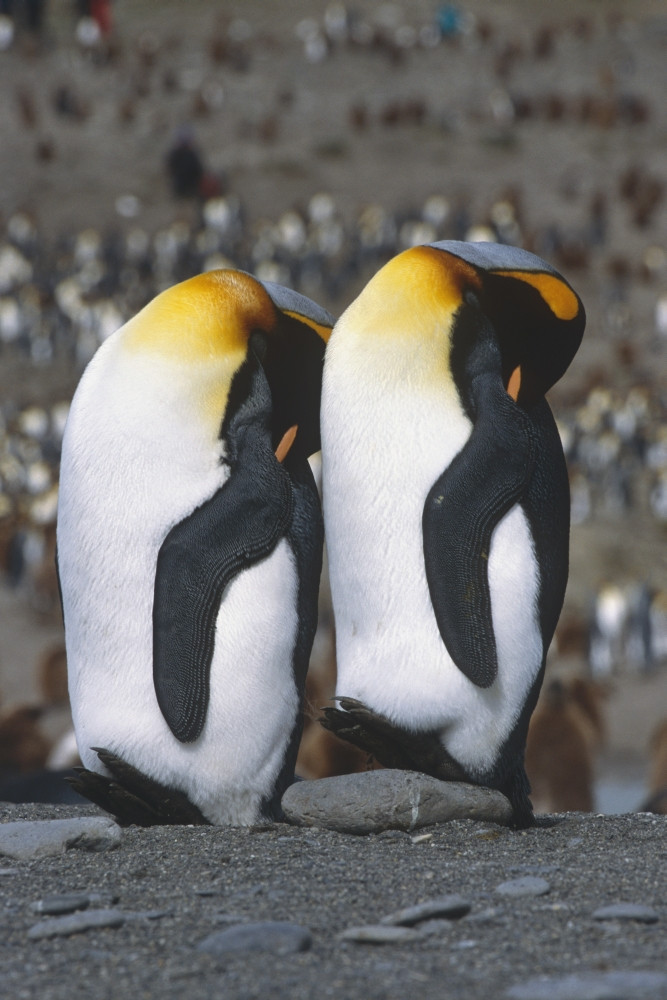 Pair Of King Penguins Sleeping Standing Up Next To Each Other