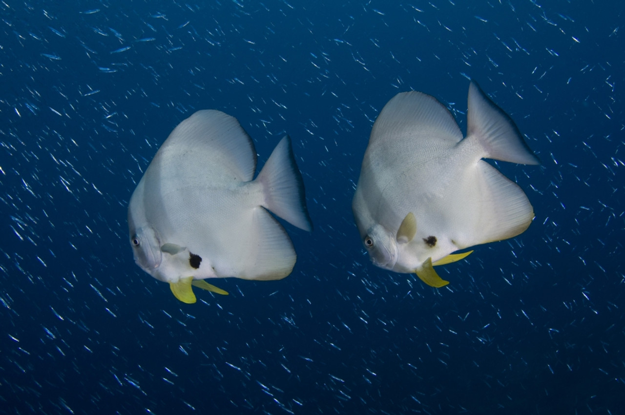 2023得価 Posterazzi spadefish also known as longfin batfish side