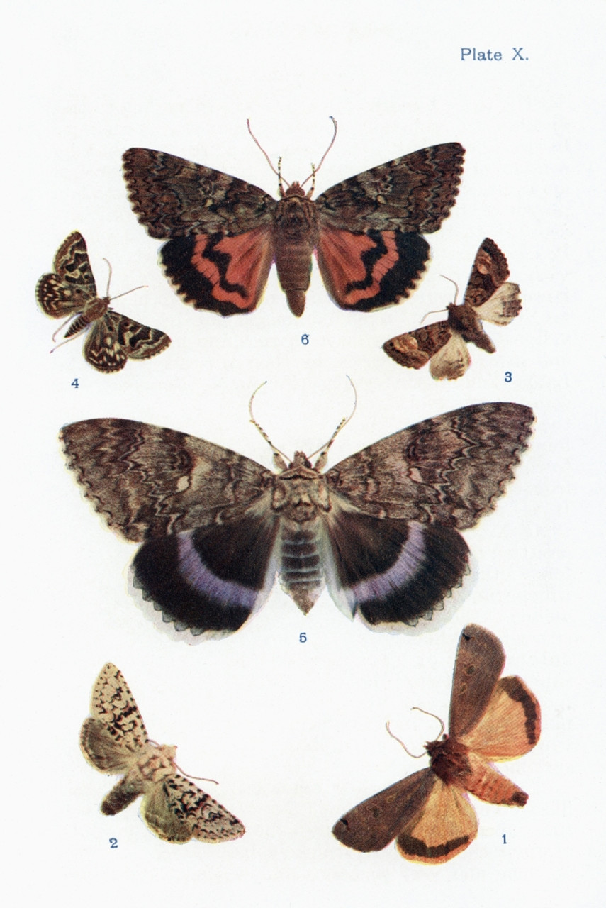 ≪超目玉☆12月≫ Different types of butterflies Illustration by WSFurneaux From  the book But
