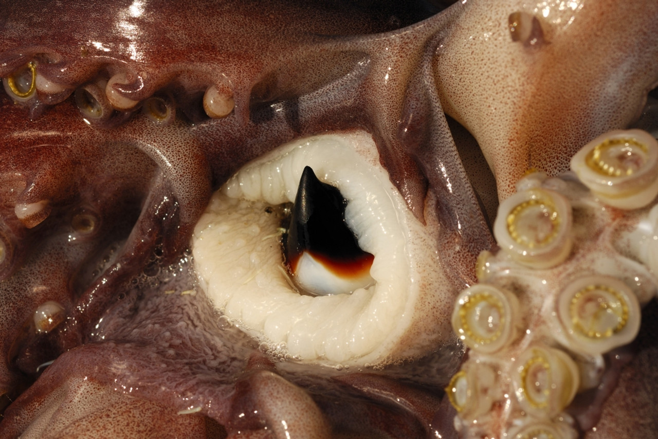 The beak on a humboldt squid, Sea of Cortez, Mexico. Poster Print by  VWPics/Stocktrek Images - Item # VARPSTVWP400551U - Posterazzi