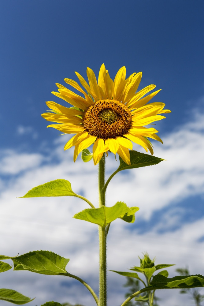 Low angle close up of a sunflower with blue sky and clouds ...
