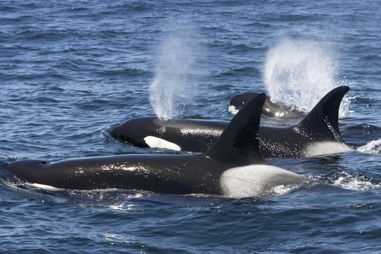 group-of-transient-killer-whales-swimming-in-monterey-bay-pacific-ocean-california-poster-print-by-vwpics-stocktrek-images-item-varpstvwp400383u-posterazzi for Free Printable Pictures Of Killer Whales Group of transient killer whales swimming in Monterey Bay, Pacific Ocean, California. Poster Print by VWPics/Stocktrek Images - Item # VARPSTVWP400383U - Posterazzi for Free Printable Pictures Of Killer Whales