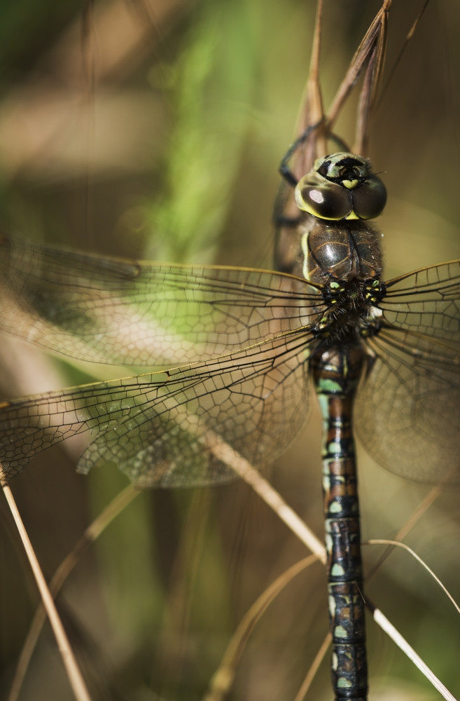 dragonfly design photography photos