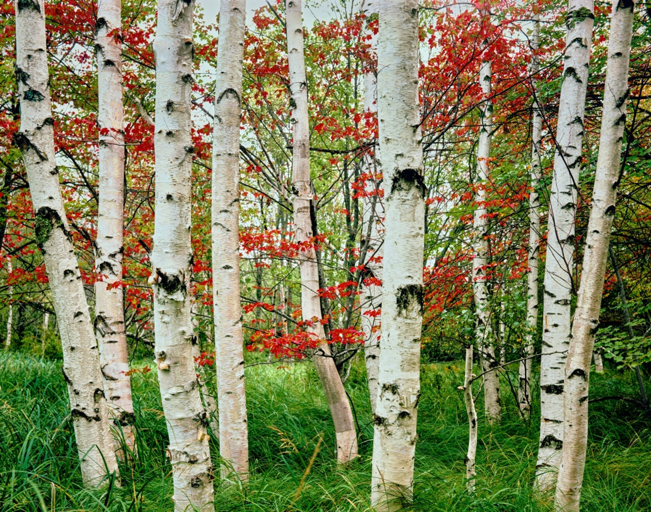 paper birch forest