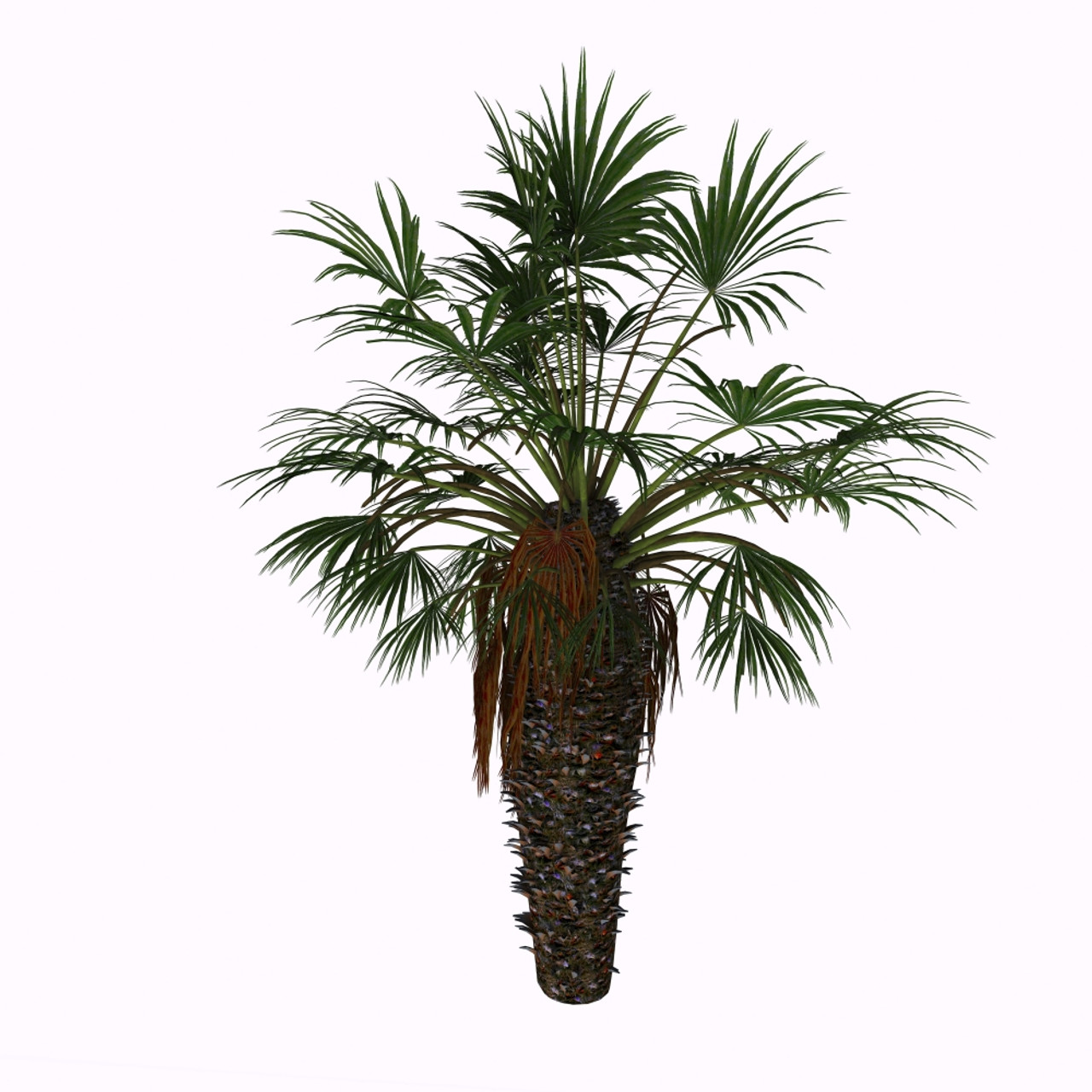 chamaerops humilis