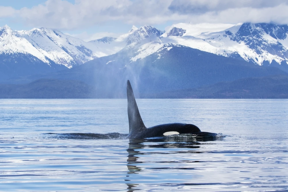 an-orca-whale-surfaces-near-juneau-lynn-canal-chilkat-mountains