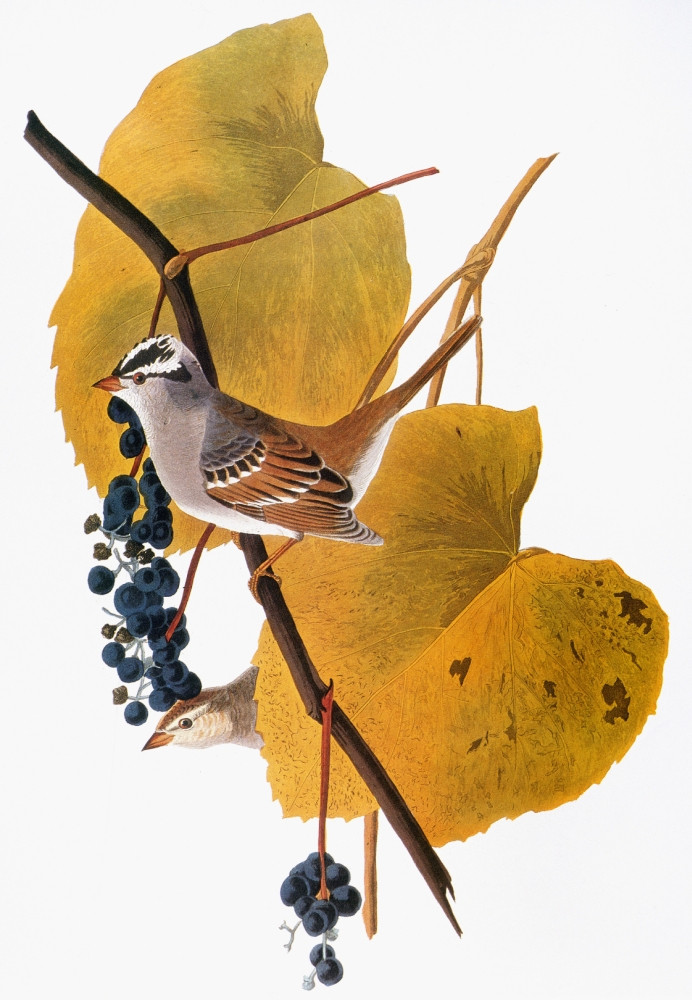 Audubon: /Nwhite-Crowned Sparrow (Zonotrichia Leucophrys
