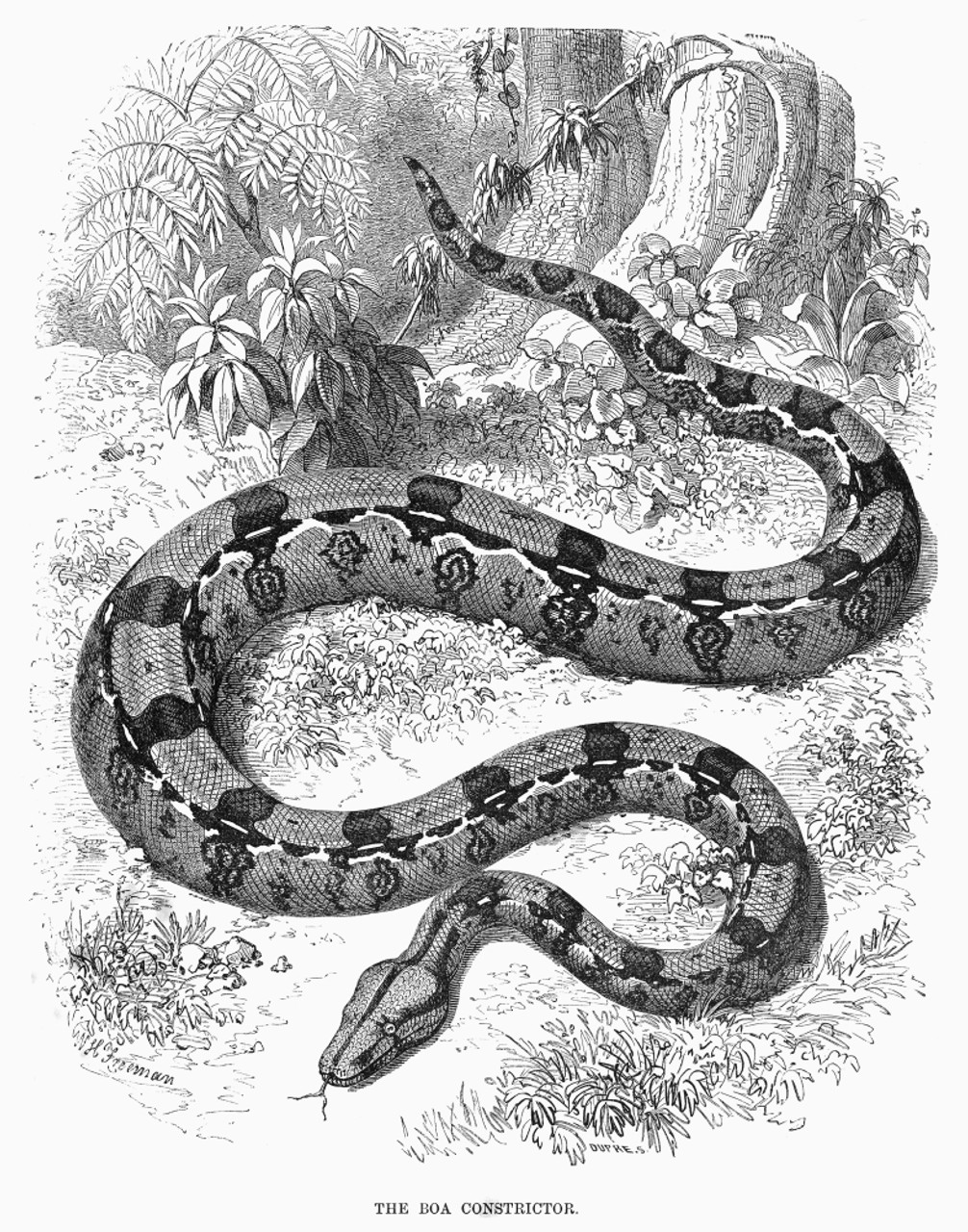 Illustration of a Boa Snake Snake Poster Snake Print Decor Top