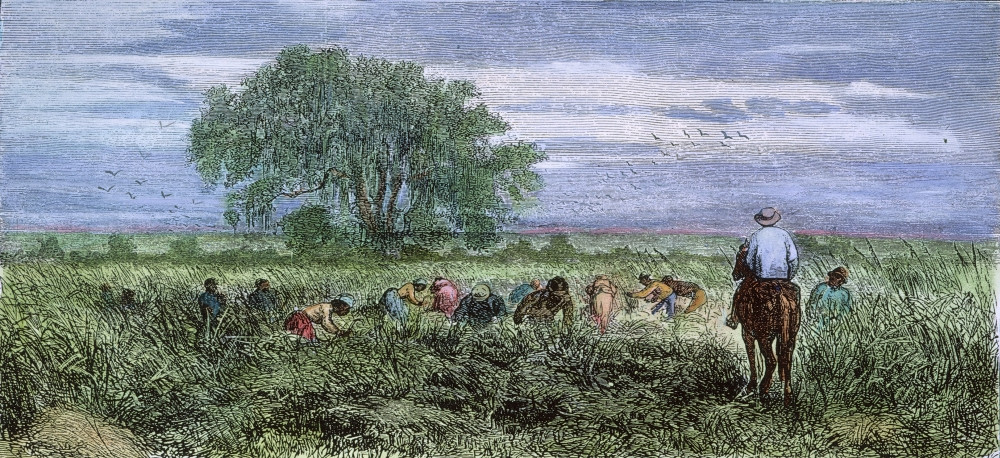 Colonial Rice Plantation