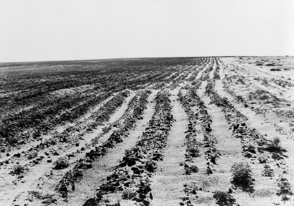 Dust Bowl, 1938. /Na Farm Eroded By Dust Storms As A Result Of