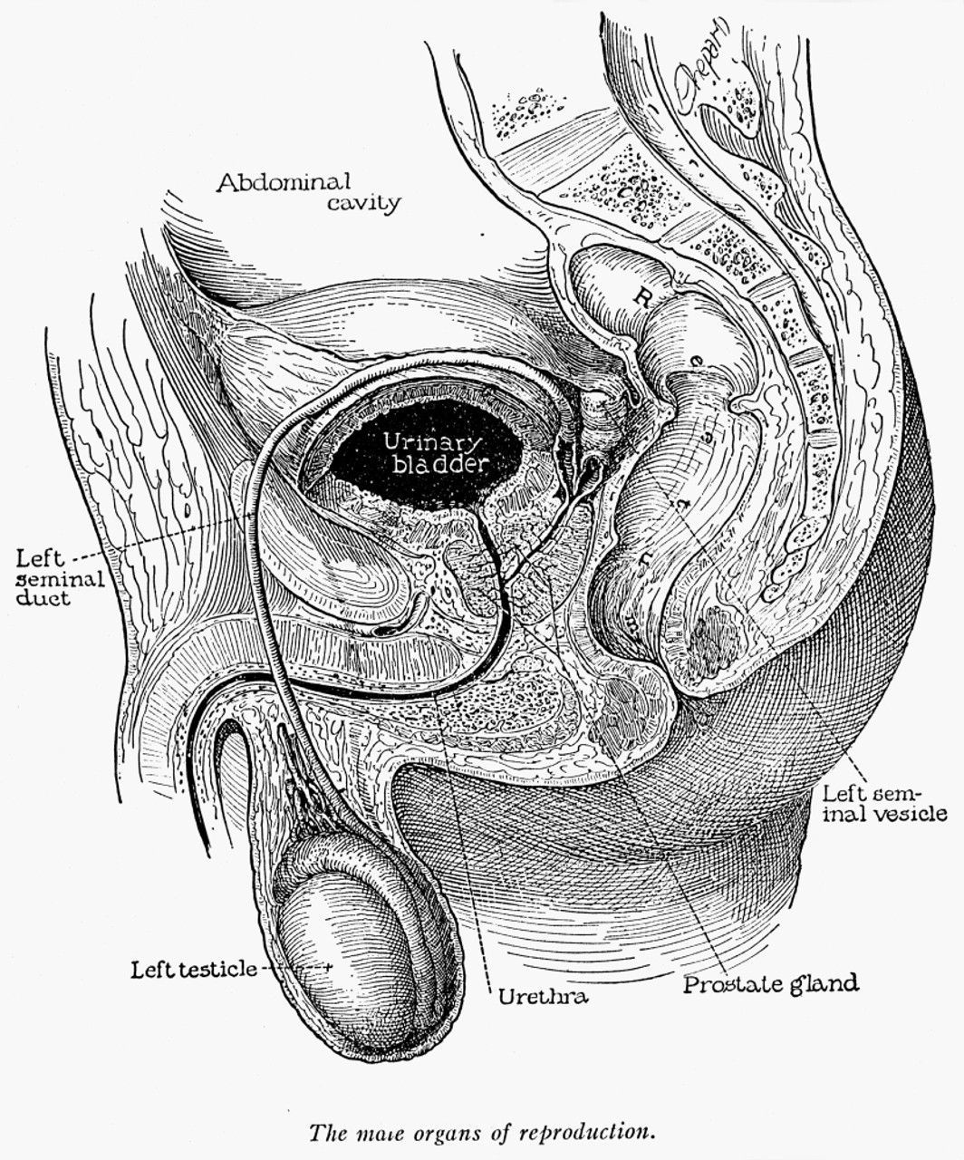 Anatomy and Physiology of the Male Reproductive System | Anatomy and  Physiology II