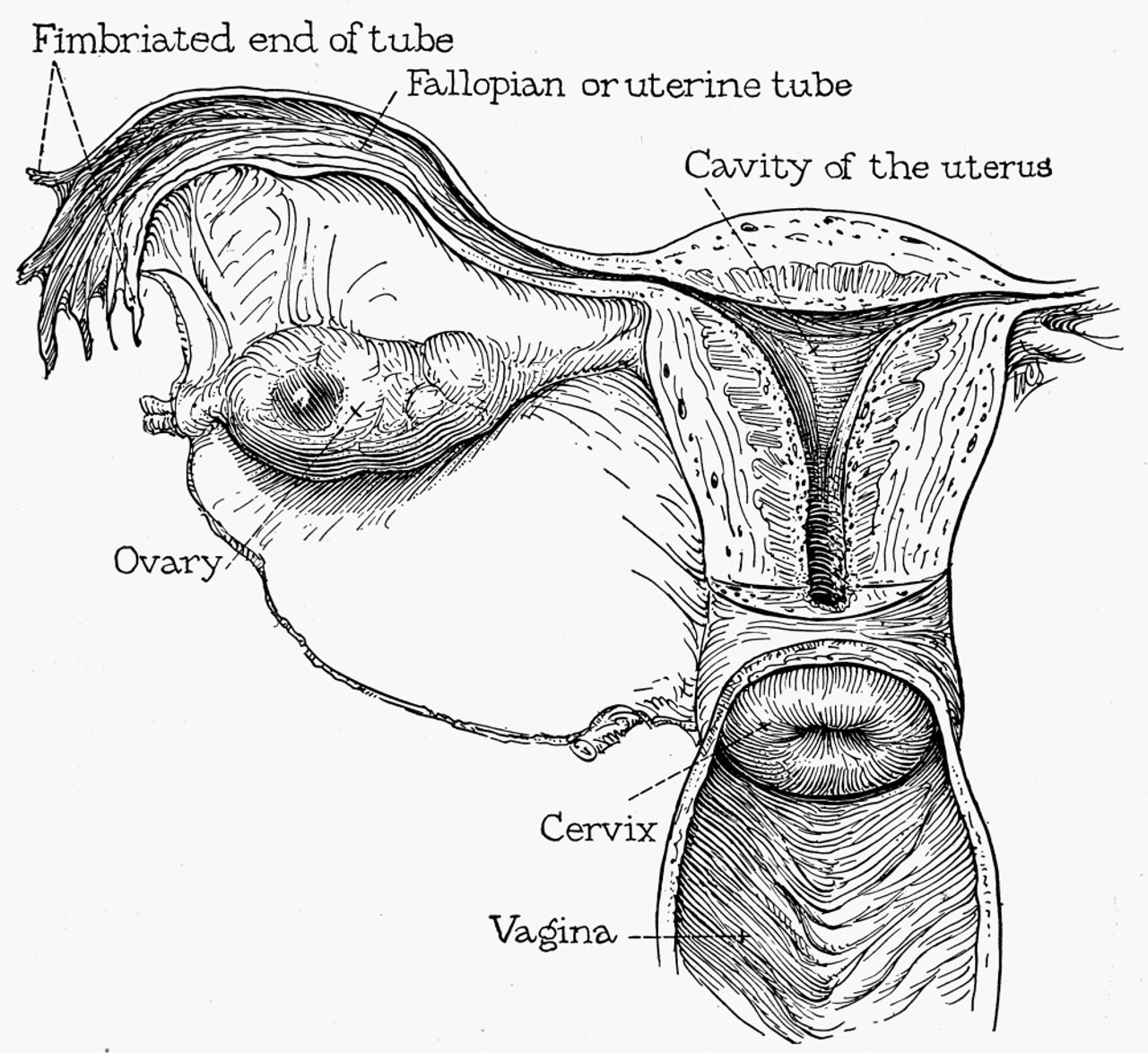 Solved Gross Anatomy of the Human Female Reproductive System | Chegg.com