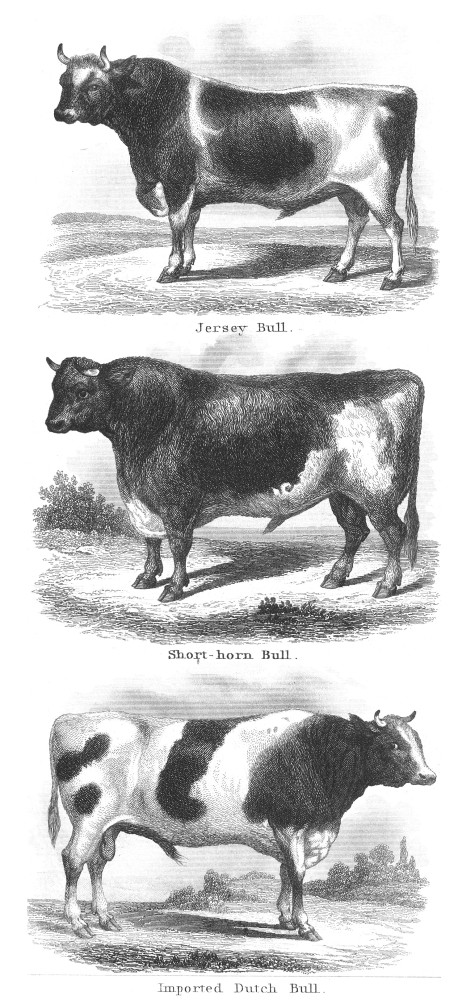 cattle breeds poster