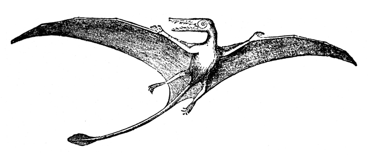 Dinosaur: Pterodactyl. /Na Restoration Of A Long-Tailed