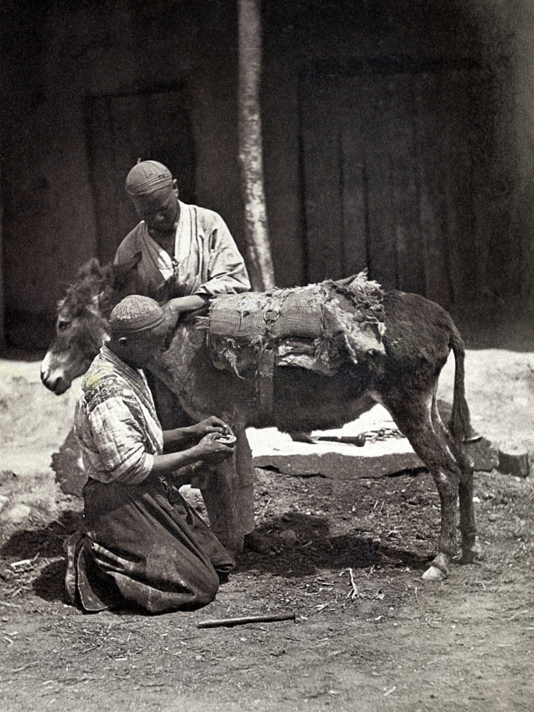 Turkestan: Blacksmith. /Na Blacksmith Shoeing A Donkey, Turkestan.  Photograph, C1865-72. Poster Print by Granger Collection - Item #  VARGRC0120044 - Posterazzi