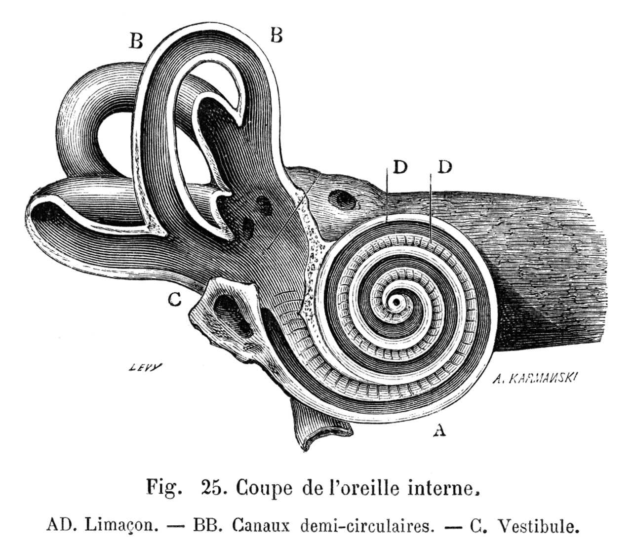 Diagram of the Ear