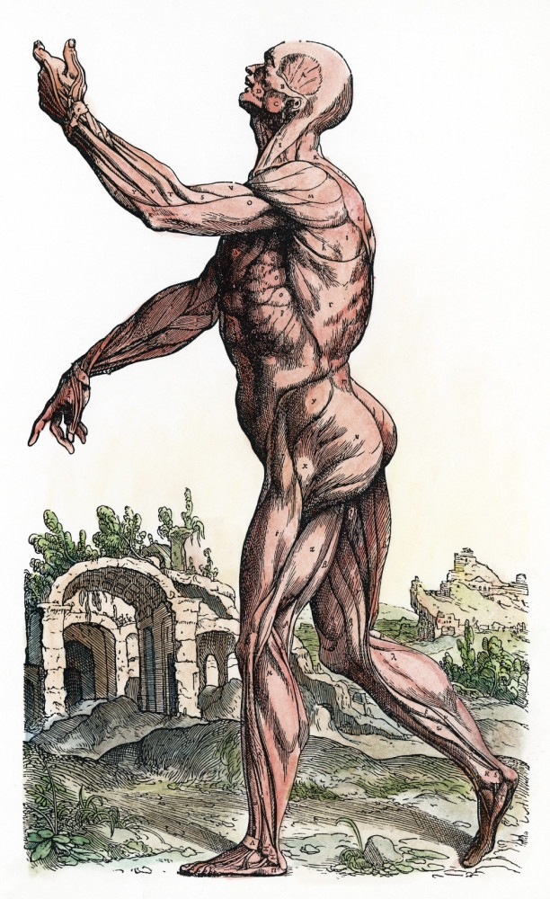 Vesalius: Muscles 02, 1543. /Nsecond Plate Of The Muscles. Woodcut