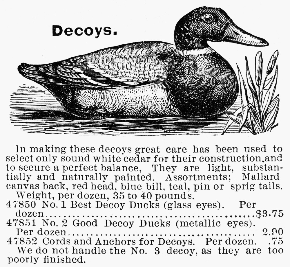 Hunting Duck Decoy, 1895. /Nline Engraving From An American Sporting