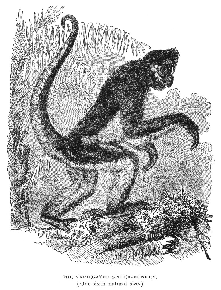 spider monkey illustration