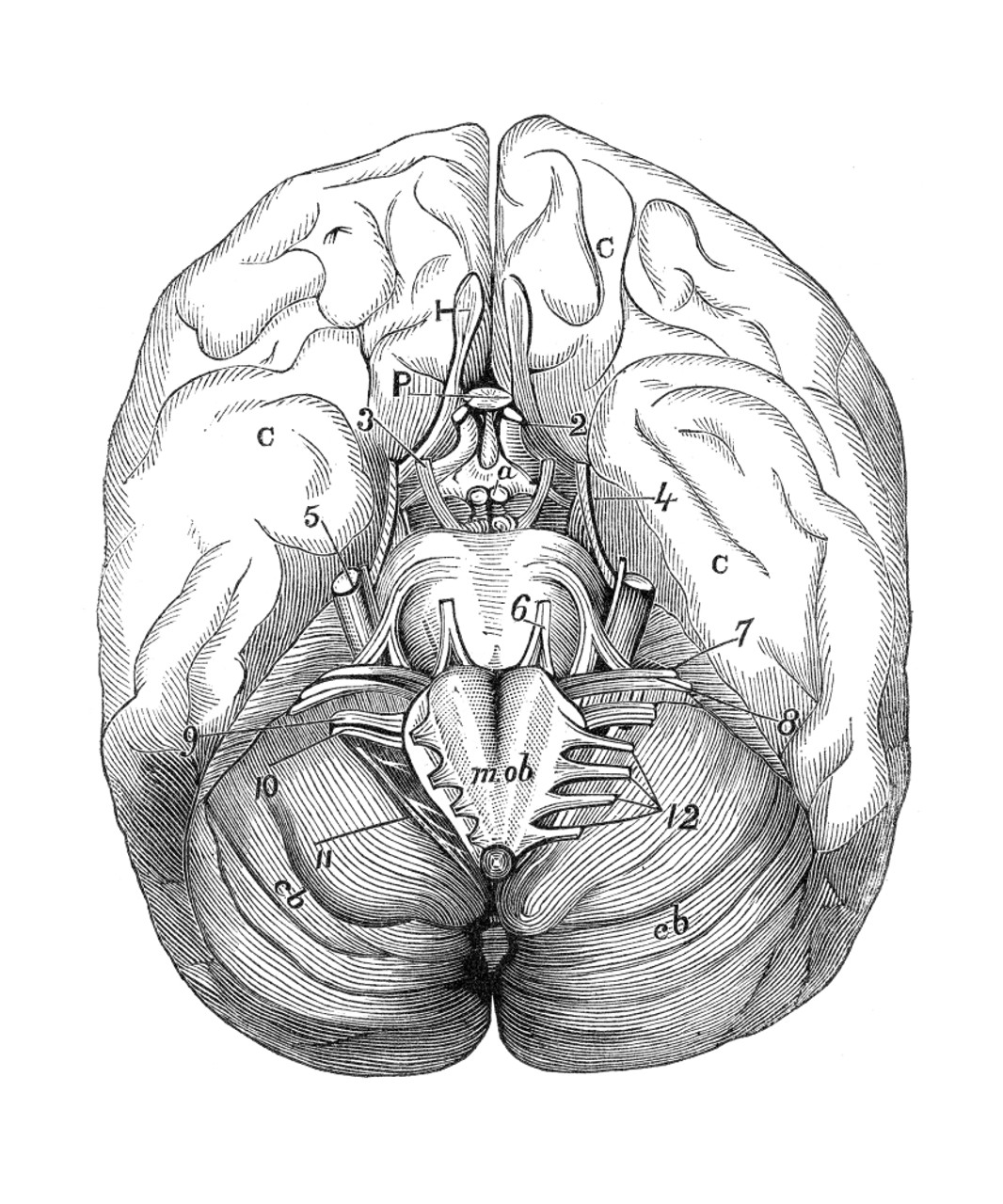 Long answer question Draw the neat labelled diagram of L. S. of the human  brain. - Biology | Shaalaa.com