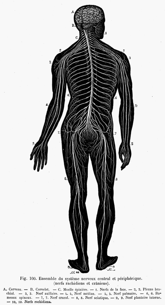 Central nervous system. Human skull diagram. Side view nerve system organs.  Basic annotated central nervous system. White background. 2d drawing vector  illustration. Stock Vector | Adobe Stock