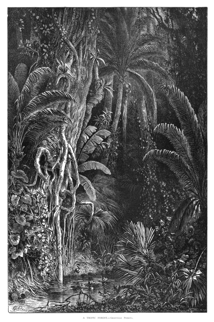 Forest, 1872. /N'A Tropic Forest.' Engraving By Granville Perkins, 1872 ...