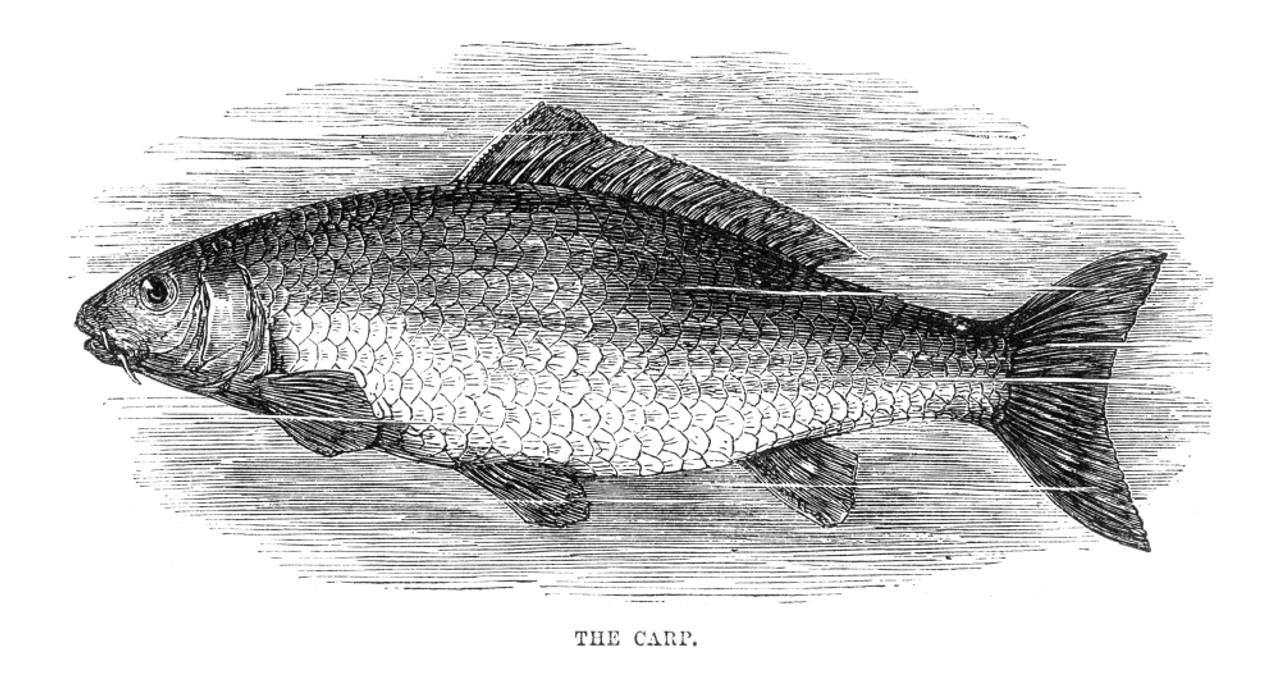 Fish: Carp. /Ncyprinus Carpo. Line Engraving, 19Th Century. Poster Print by  Granger Collection - Item # VARGRC0069535