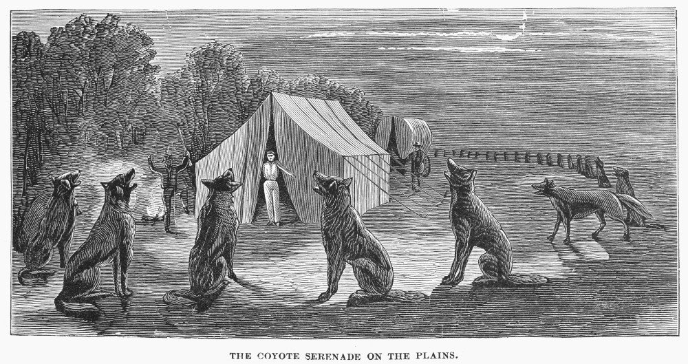 Great Plains Coyotes. /Nthe Coyote Serenade On The Great Plains Of