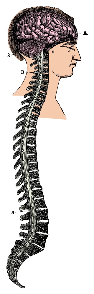 Brain and Spinal Cord Poster Print by Science Source - Item ...