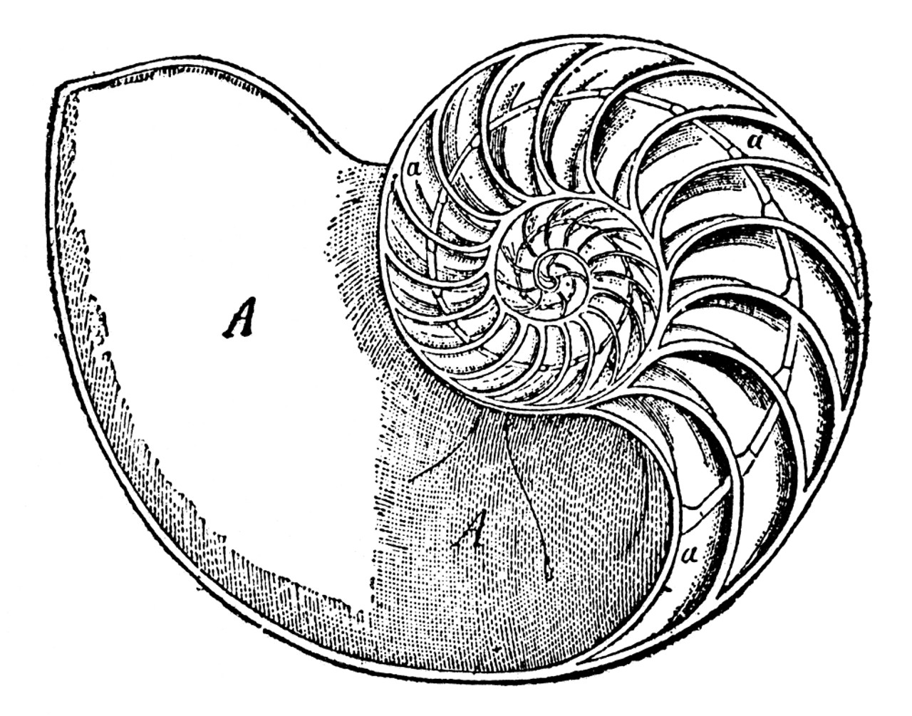 Chambered Nautilus Shell (cutaway)by Jane Pelland