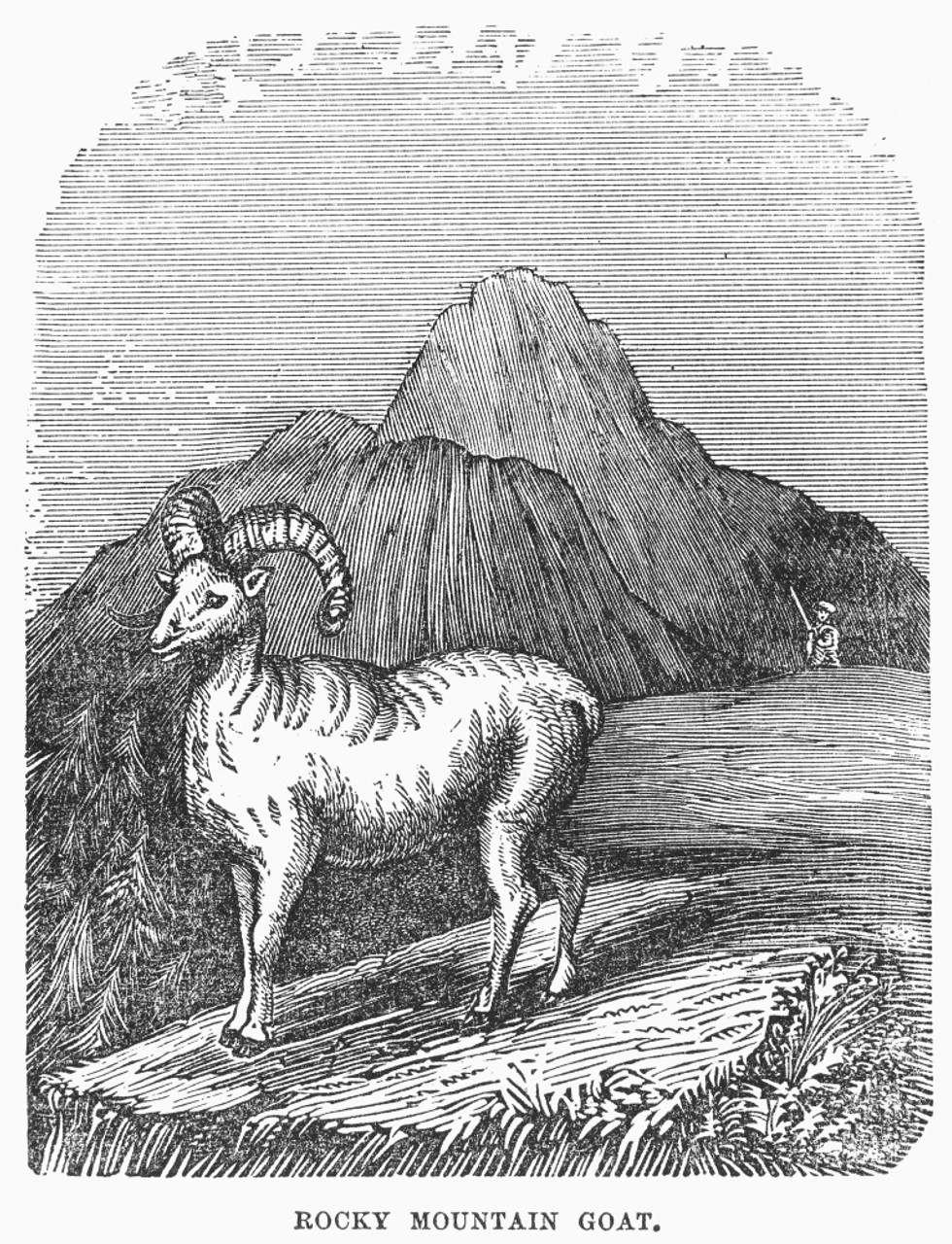 rocky mountain goat drawing