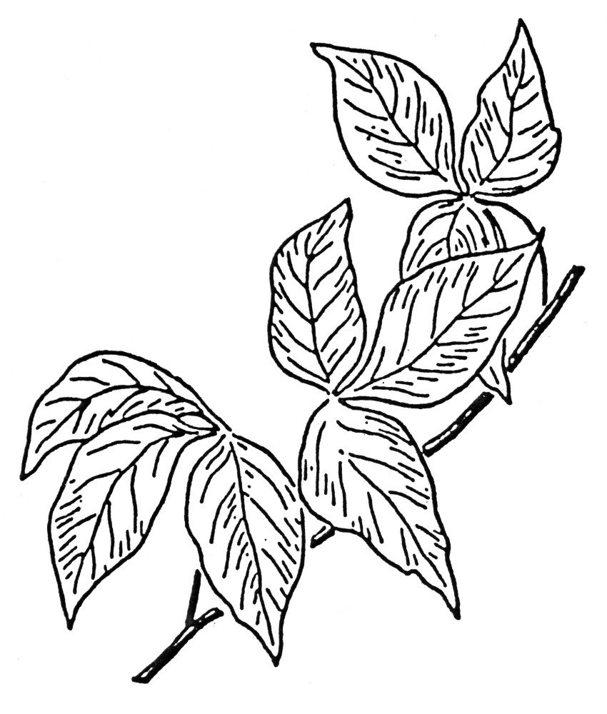 Poison Ivy. /Ndrawing. Poster Print by Granger Collection - Item ...